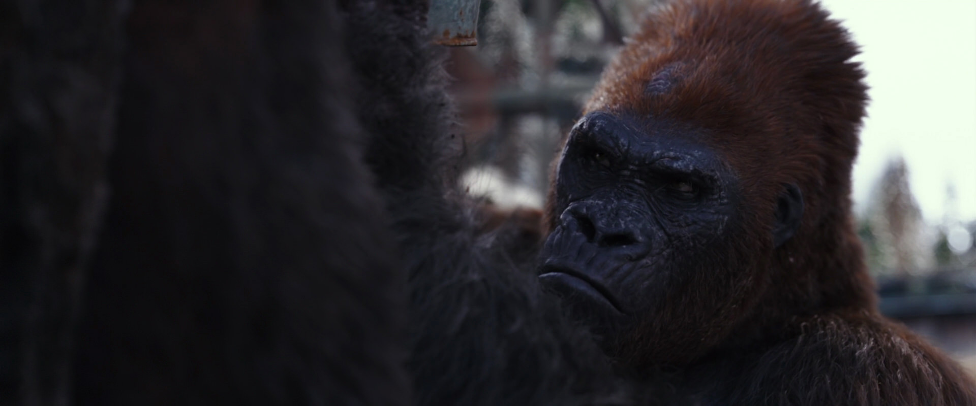 War for the Planet of the Apes (2017) movie still 10240