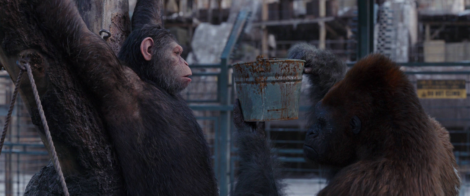 War for the Planet of the Apes (2017) screencap 10248