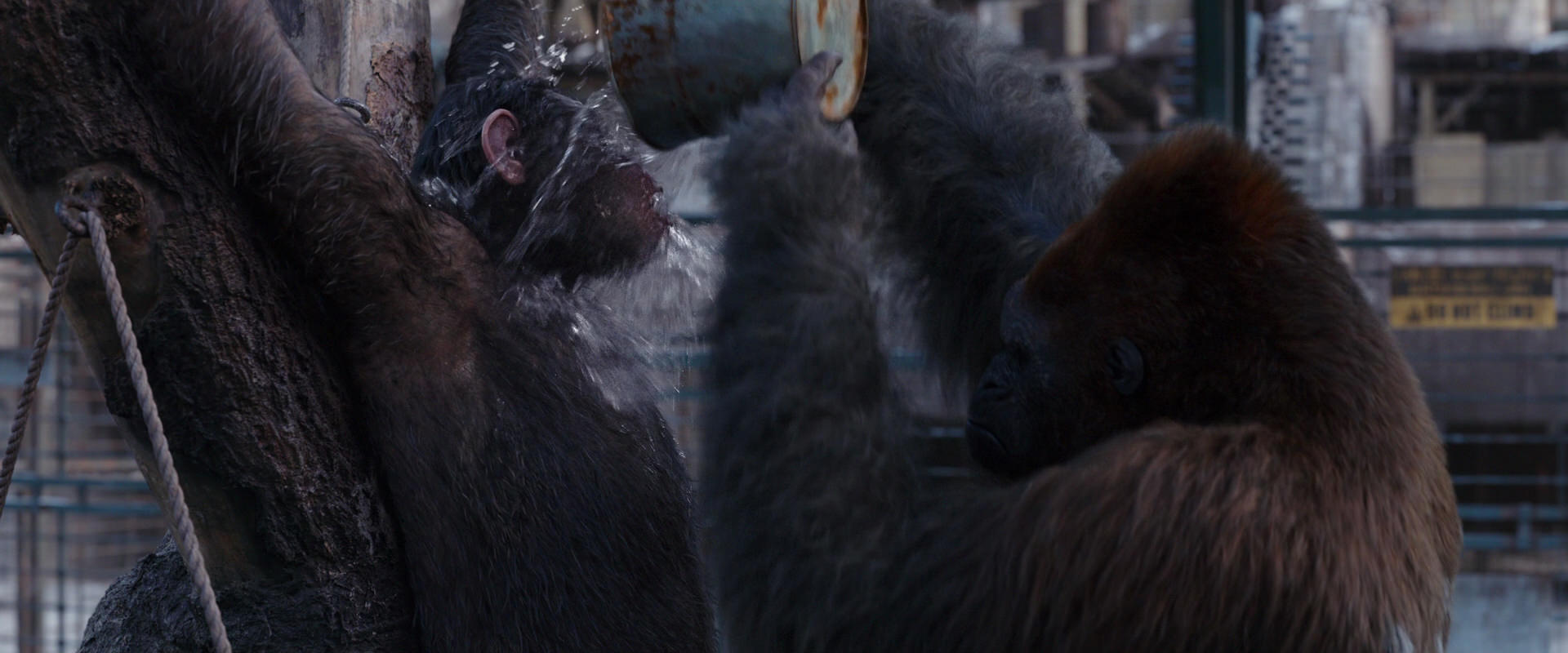 War for the Planet of the Apes (2017) HD screenshot 10250