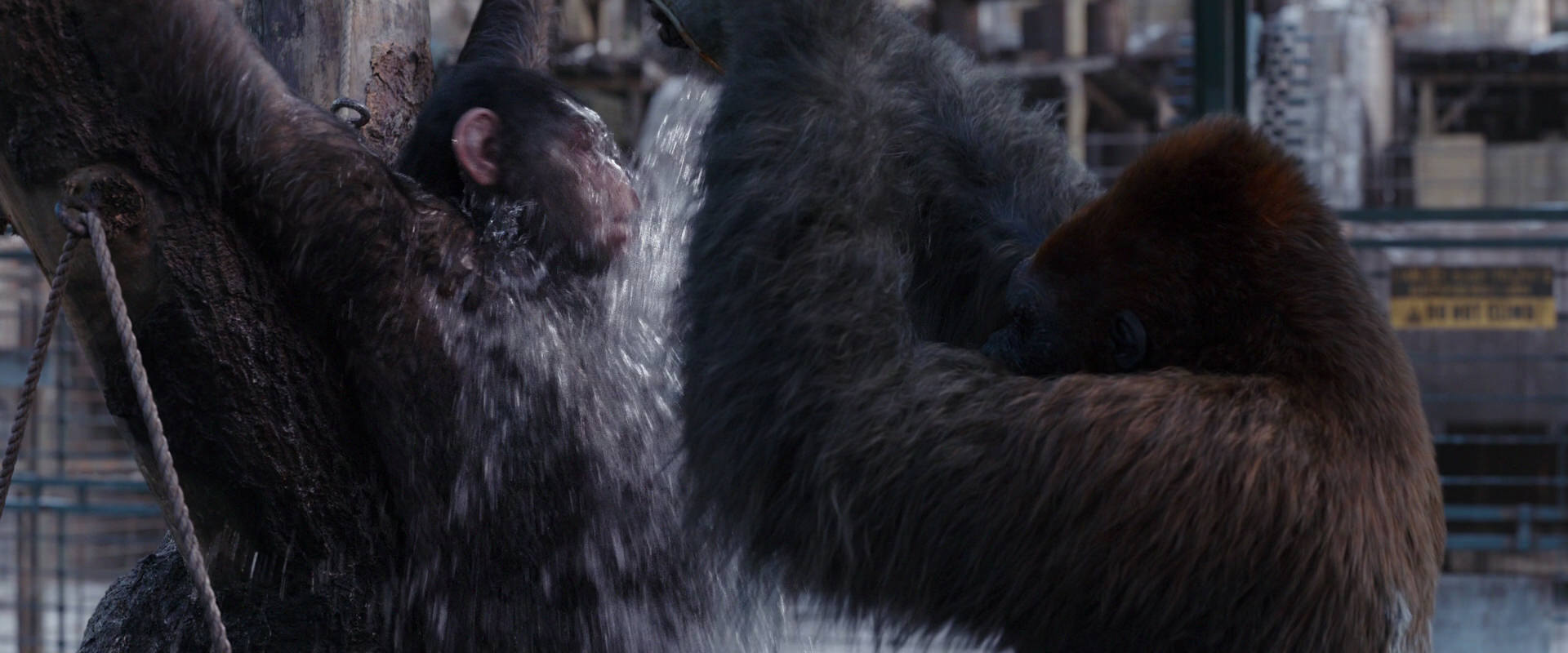 War for the Planet of the Apes (2017) screencap 10251