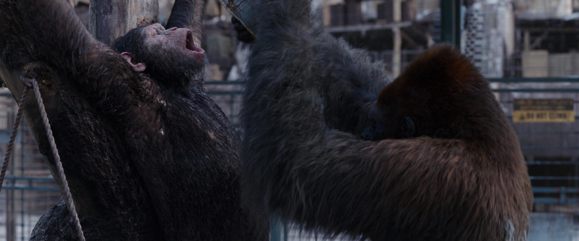 War for the Planet of the Apes (2017) movie still 10252