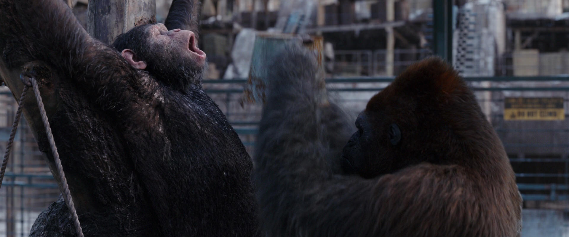War for the Planet of the Apes (2017) HD screenshot 10253
