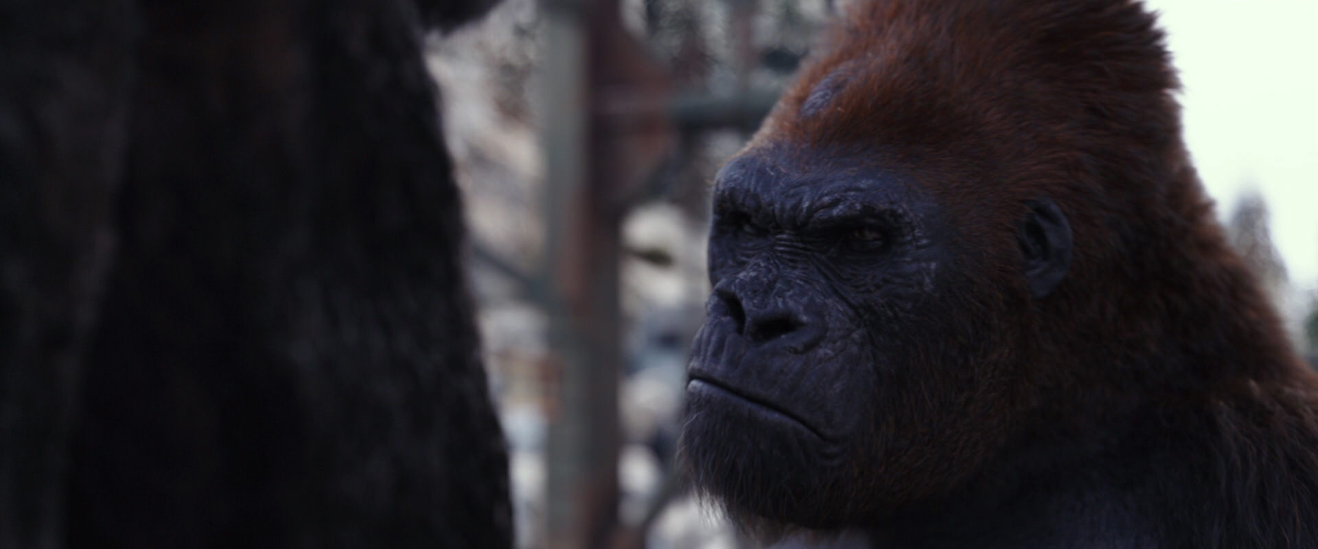 War for the Planet of the Apes (2017) movie still 10255
