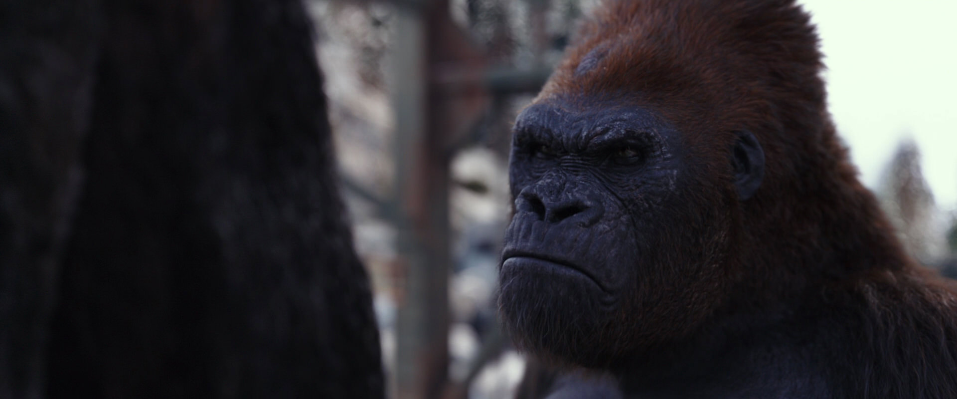 War for the Planet of the Apes (2017) HD screenshot 10256