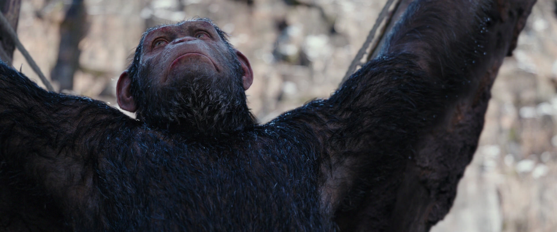 War for the Planet of the Apes (2017) HD screenshot 10262