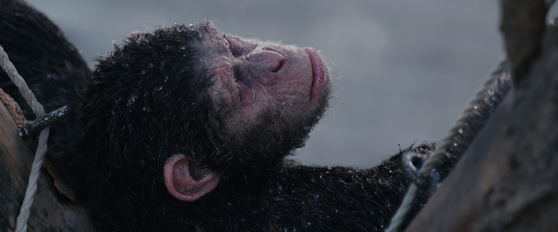 War for the Planet of the Apes (2017) movie still 10264