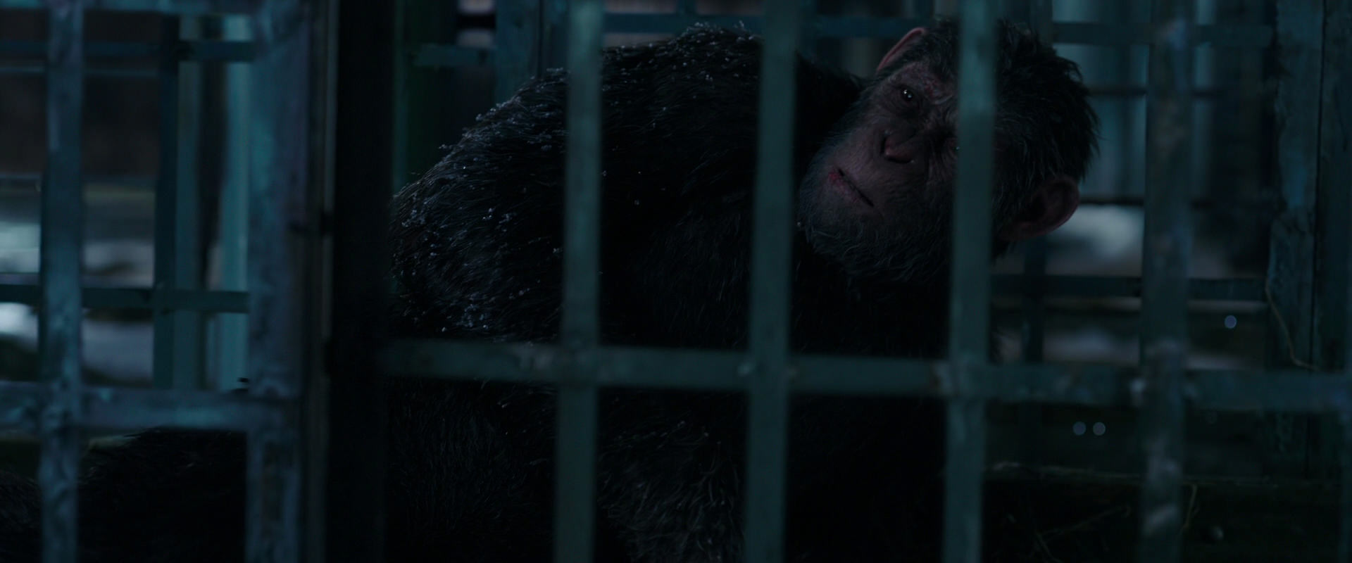 War for the Planet of the Apes (2017) movie still 10822