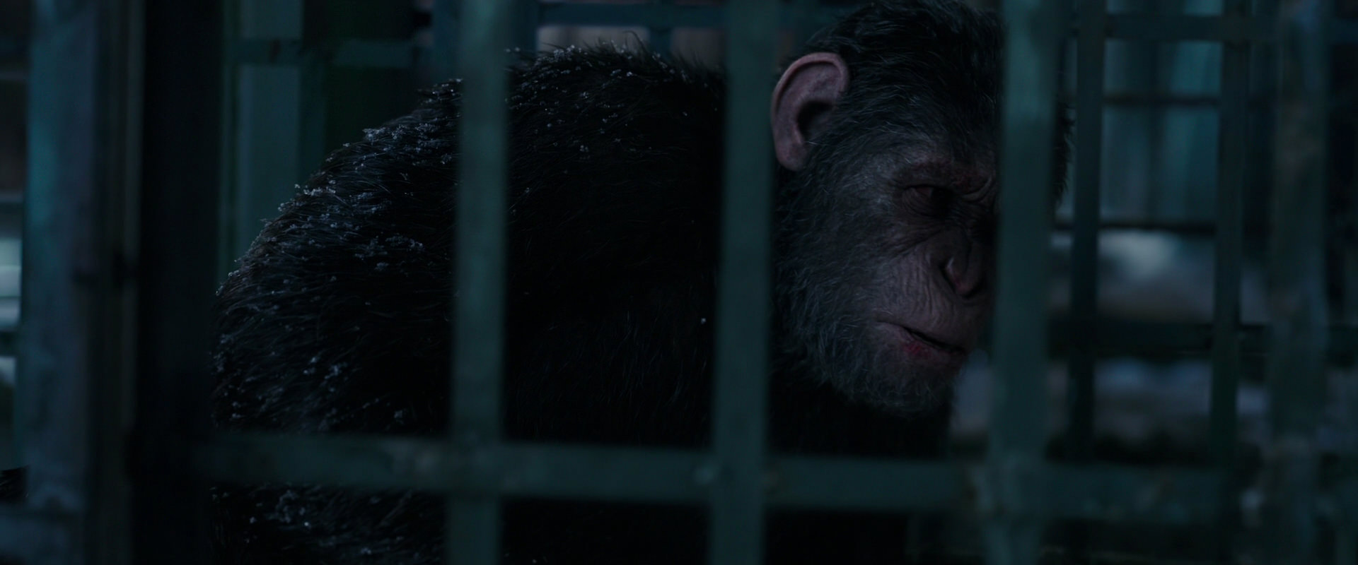 War for the Planet of the Apes (2017) HD screenshot 10829