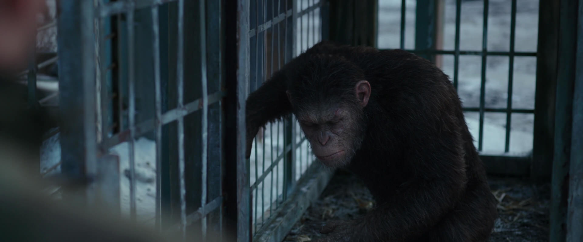 War for the Planet of the Apes (2017) movie still 11554