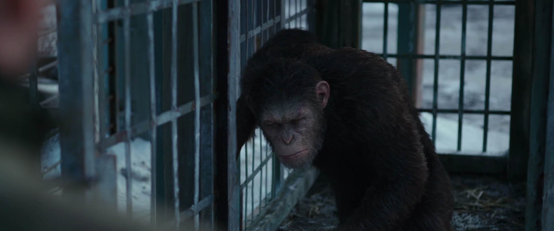 War for the Planet of the Apes (2017) HD screenshot 11555