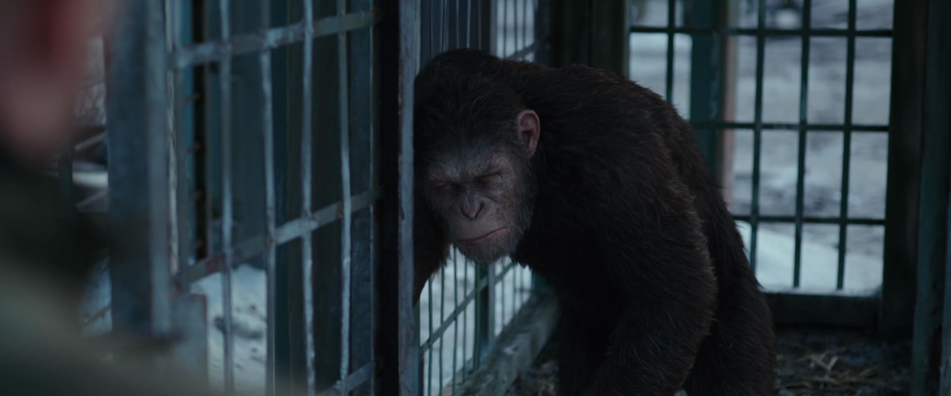 War for the Planet of the Apes (2017) screencap 11556
