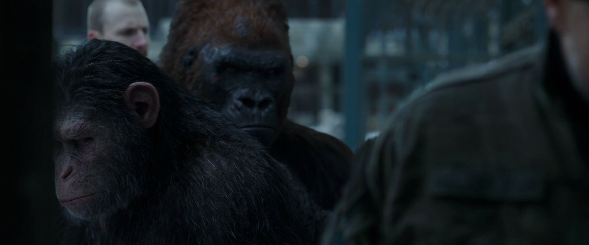 War for the Planet of the Apes (2017) movie still 11614