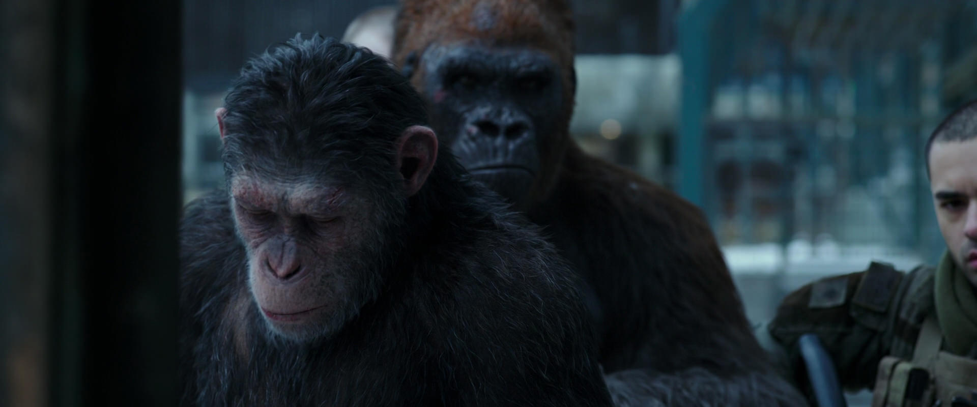 War for the Planet of the Apes (2017) screencap 11628