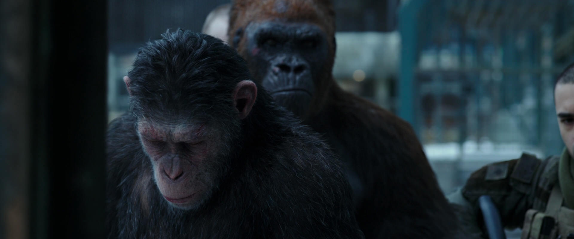 War for the Planet of the Apes (2017) movie still 11629