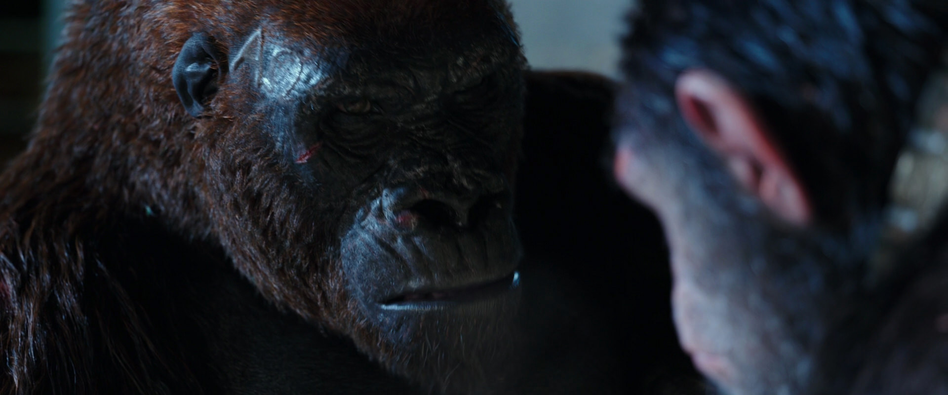 War for the Planet of the Apes (2017) movie still 11854