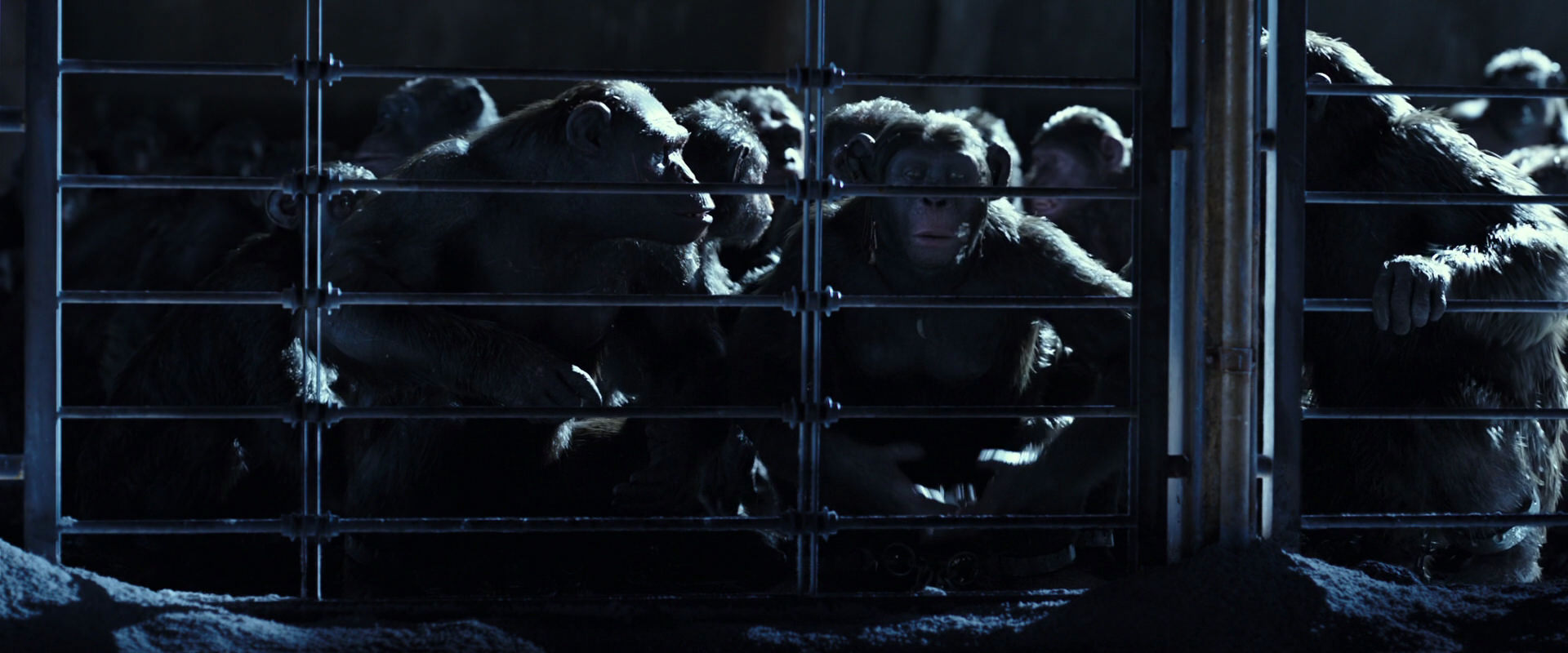 War for the Planet of the Apes (2017) movie still 12484