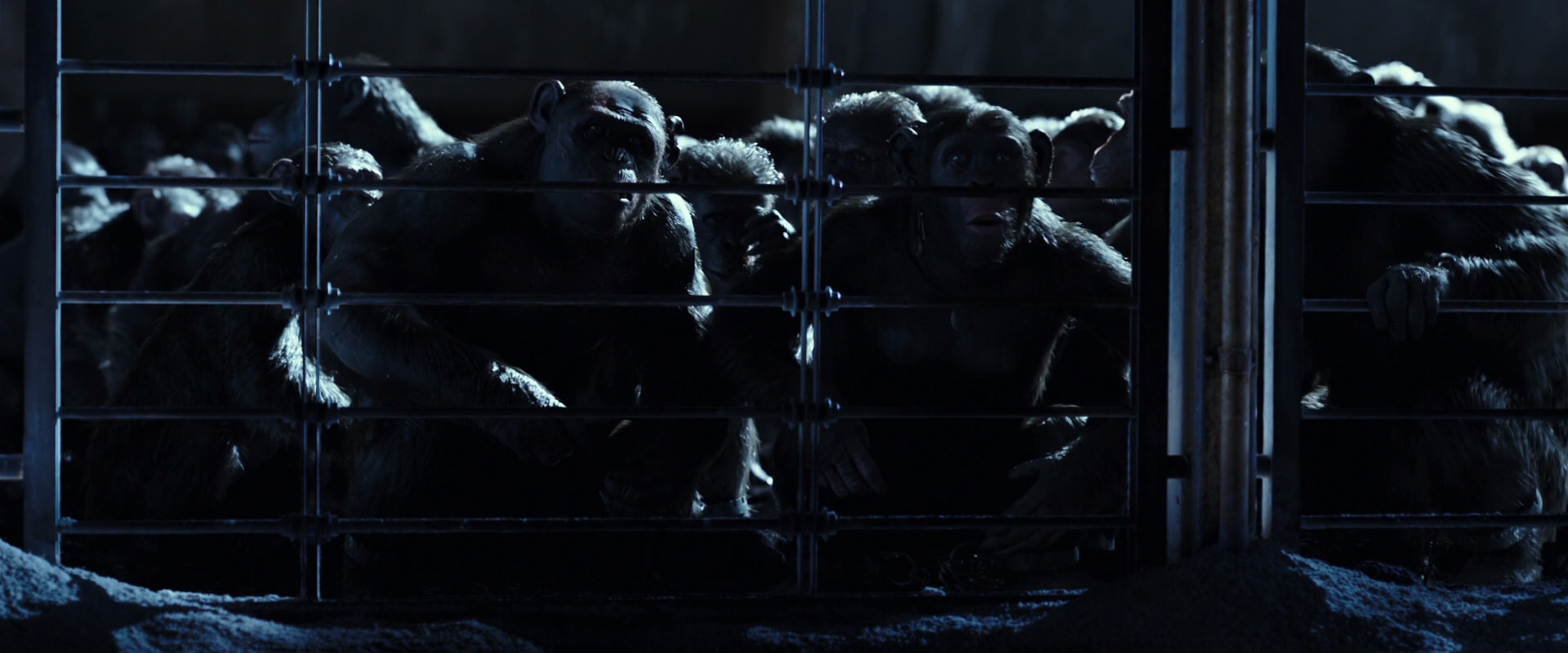War for the Planet of the Apes (2017) movie still 12487
