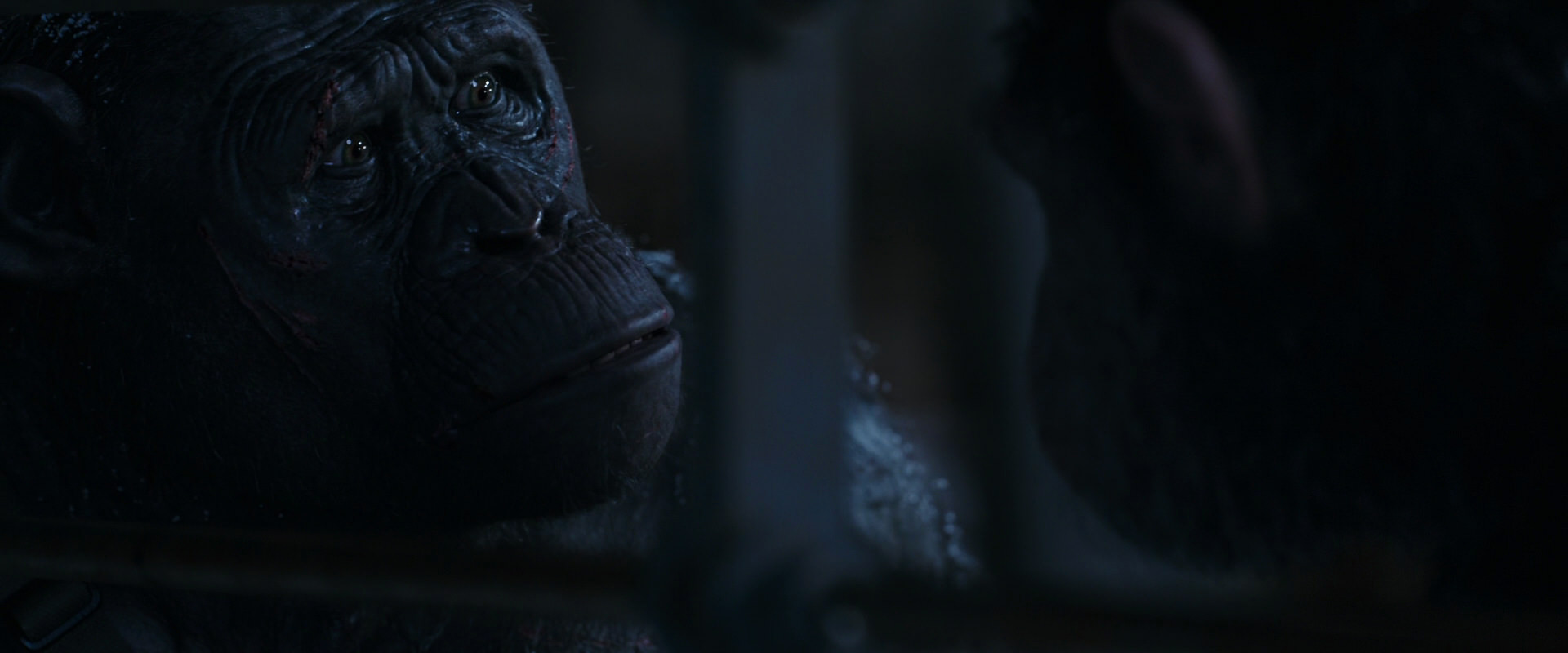 War for the Planet of the Apes (2017) movie still 13174