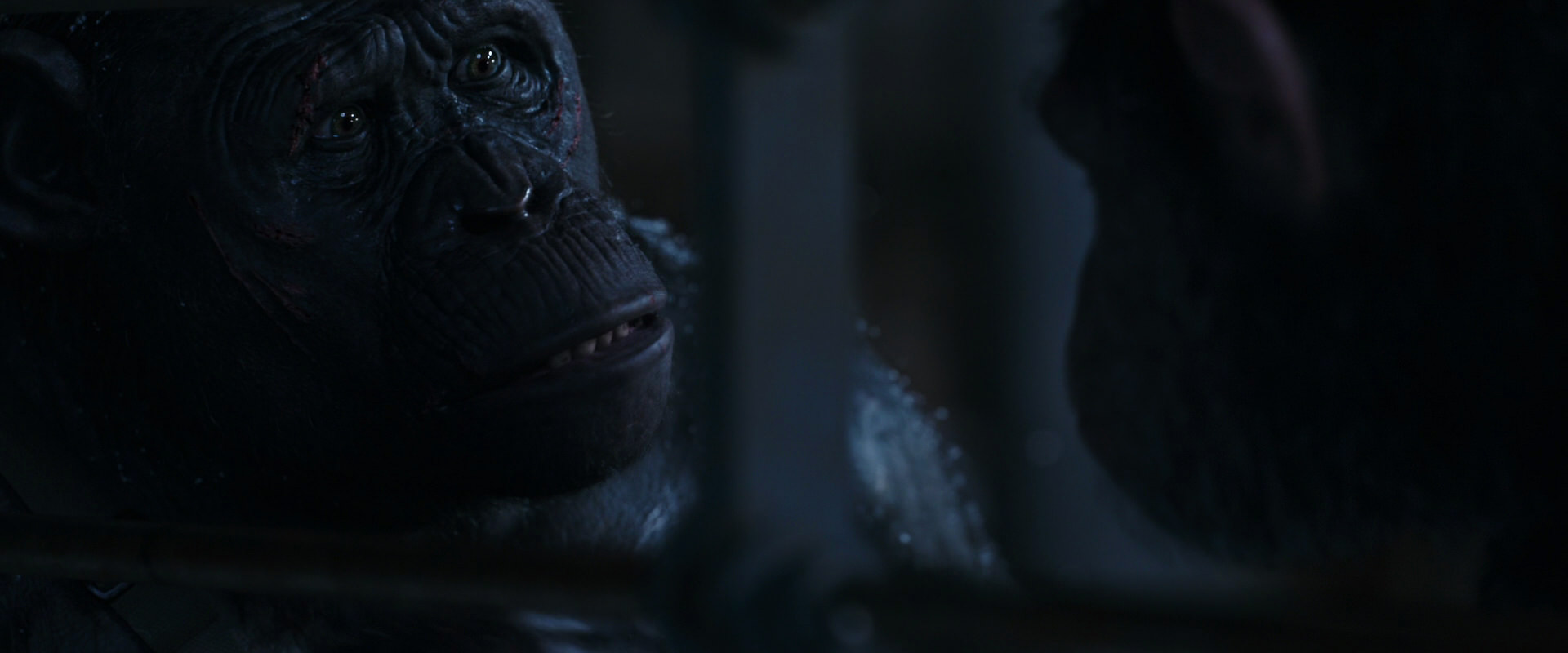War for the Planet of the Apes (2017) screencap 13179