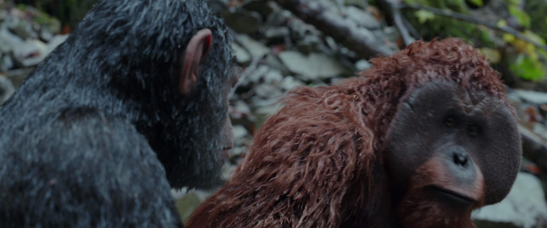 War for the Planet of the Apes (2017) movie still 1381