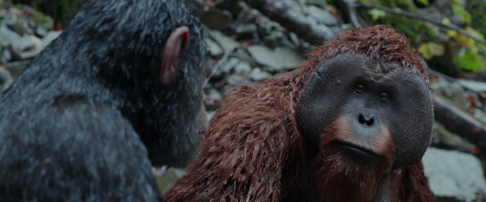 War for the Planet of the Apes (2017) HD screenshot 1382