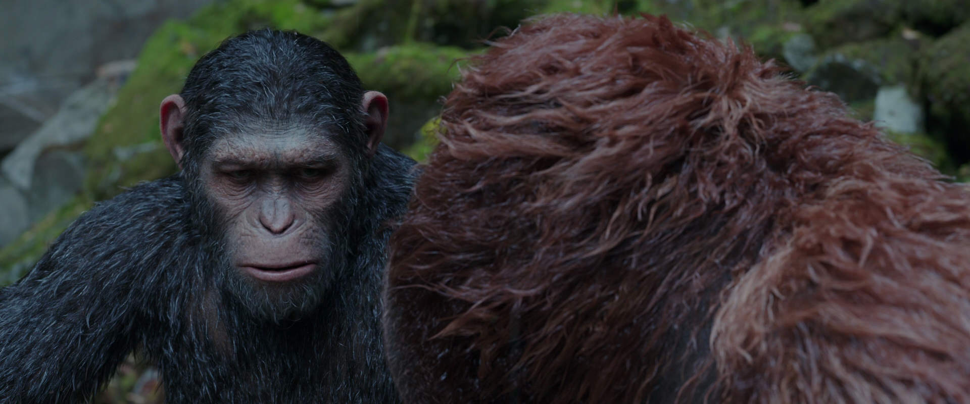 War for the Planet of the Apes (2017) movie still 1384