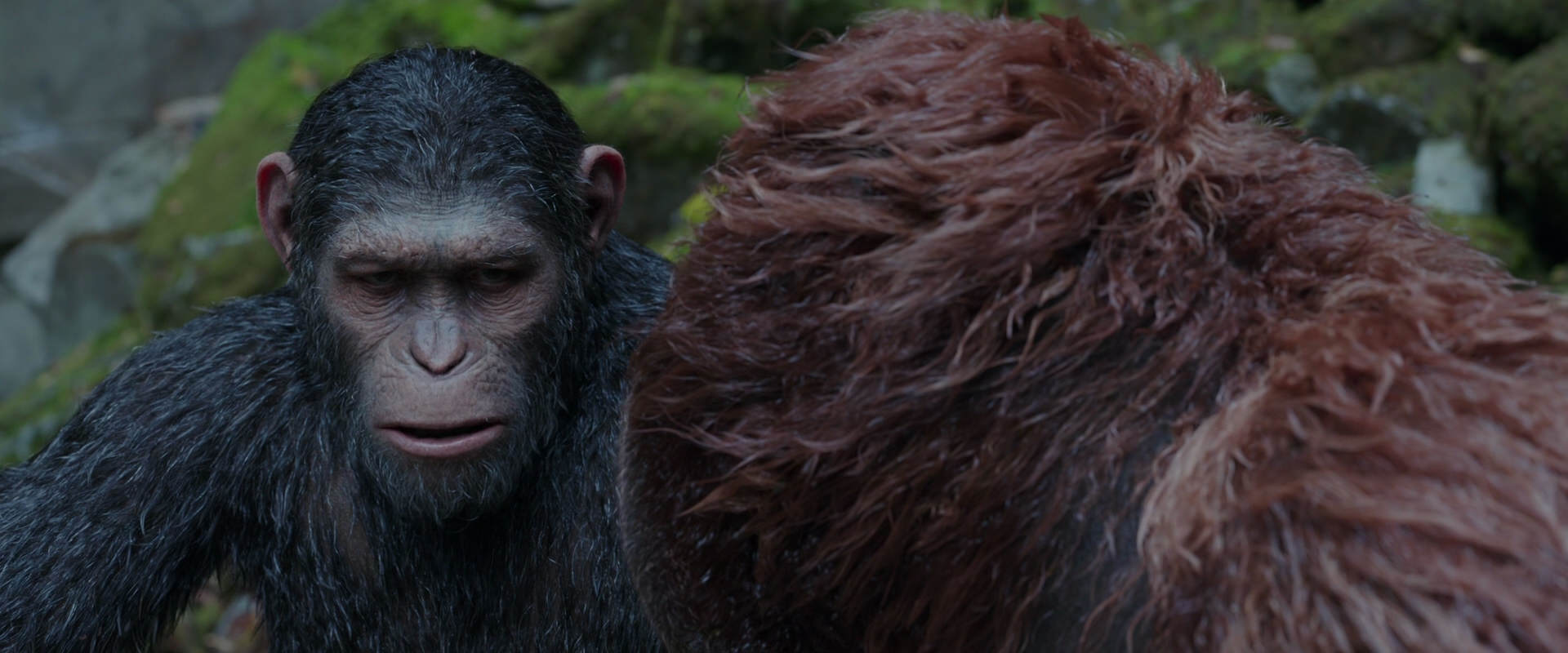 War for the Planet of the Apes (2017) HD screenshot 1385