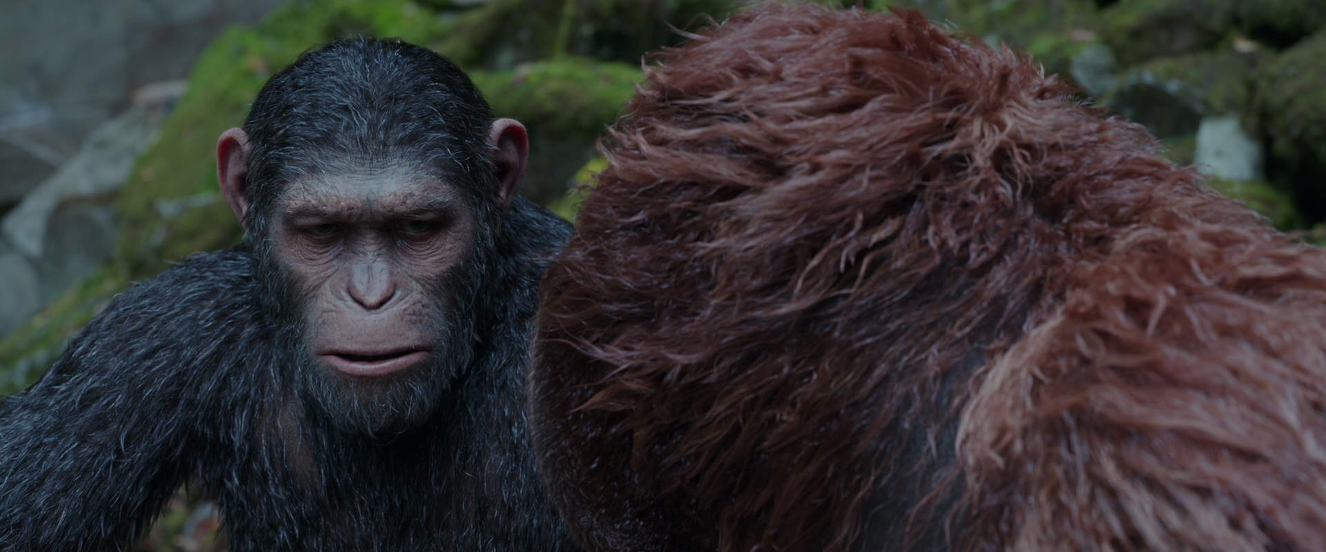 War for the Planet of the Apes (2017) screencap 1386
