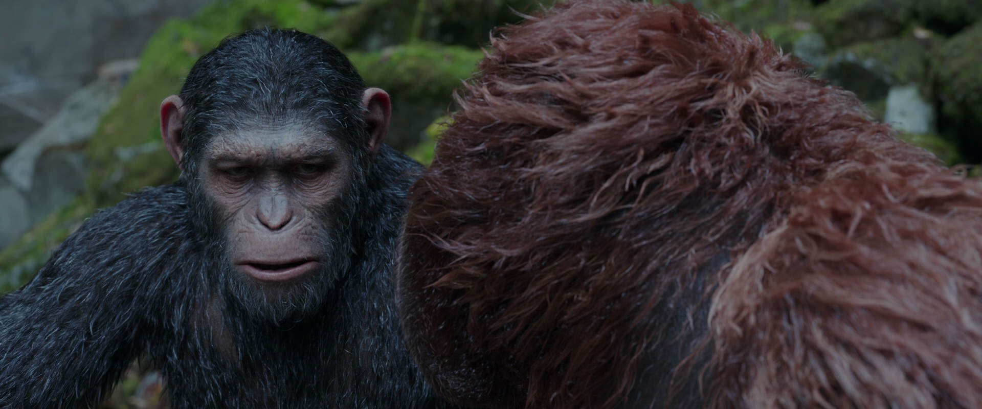 War for the Planet of the Apes (2017) movie still 1387