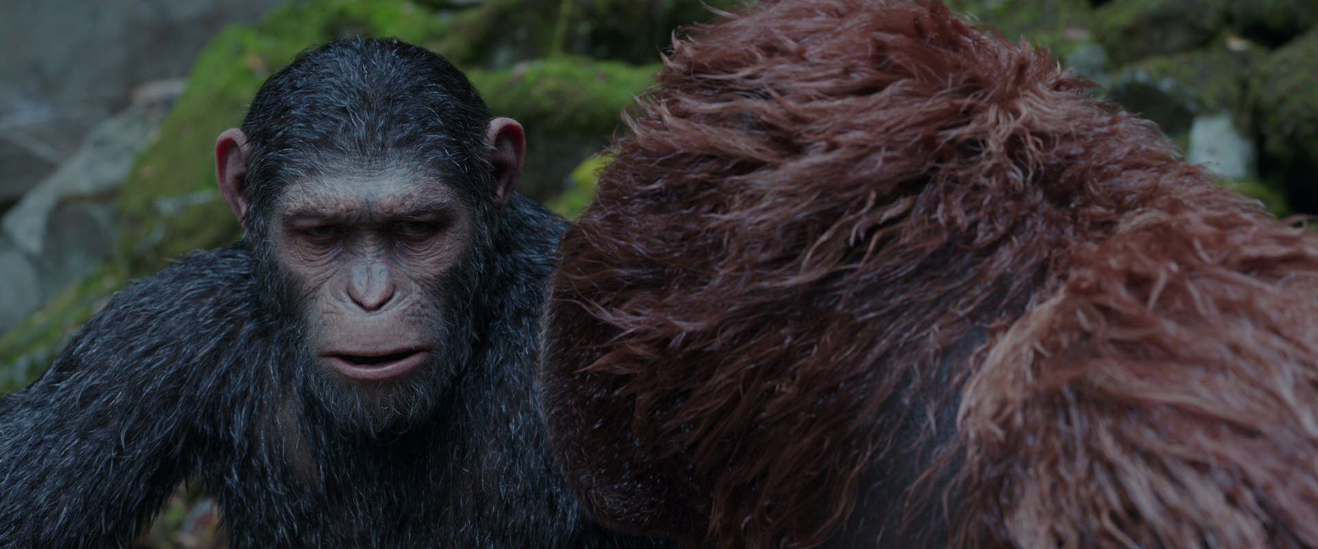 War for the Planet of the Apes (2017) HD screenshot 1388