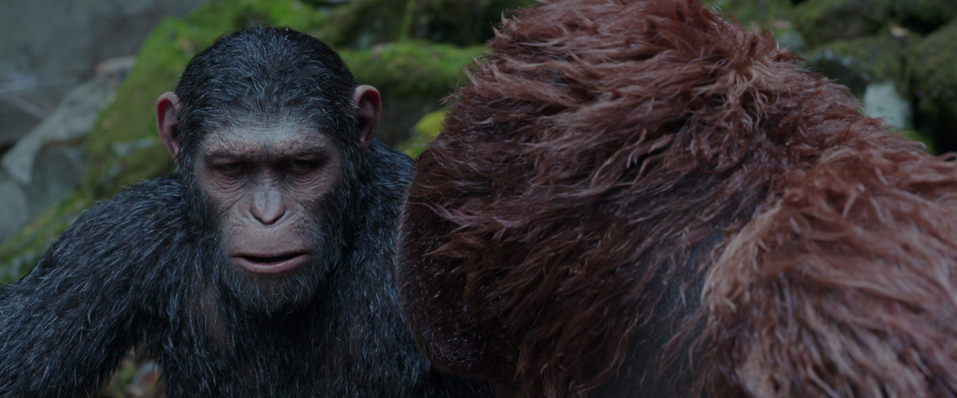 War for the Planet of the Apes (2017) screencap 1389