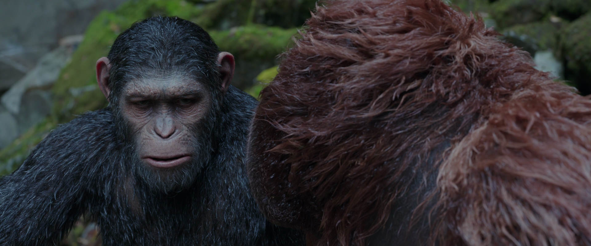 War for the Planet of the Apes (2017) movie still 1390