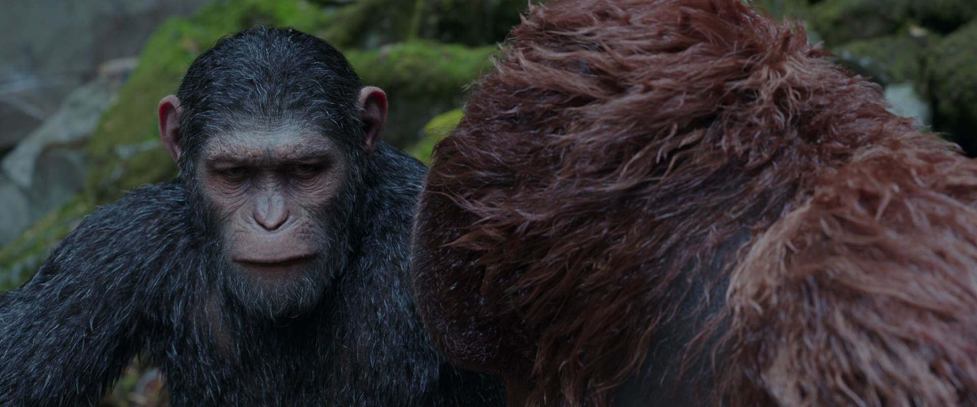 War for the Planet of the Apes (2017) HD screenshot 1391