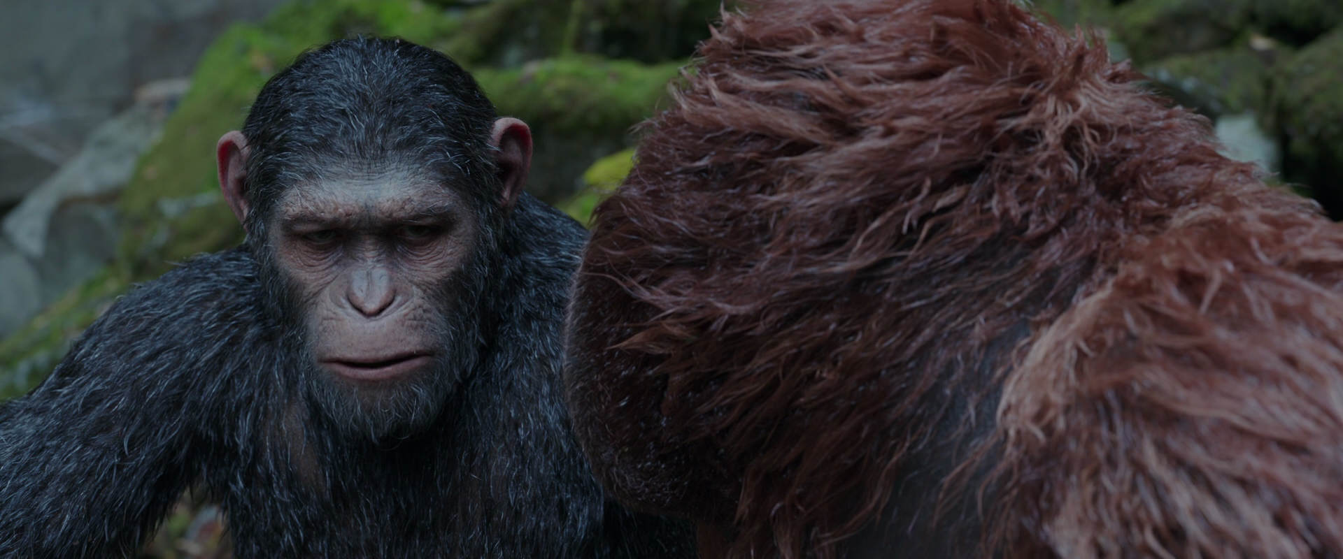 War for the Planet of the Apes (2017) screencap 1392