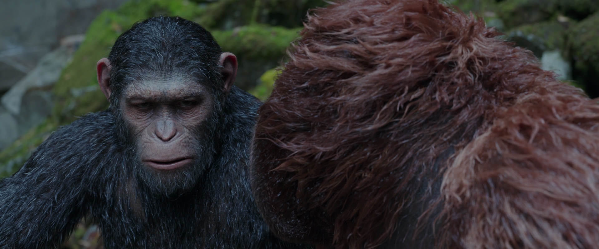 War for the Planet of the Apes (2017) movie still 1393