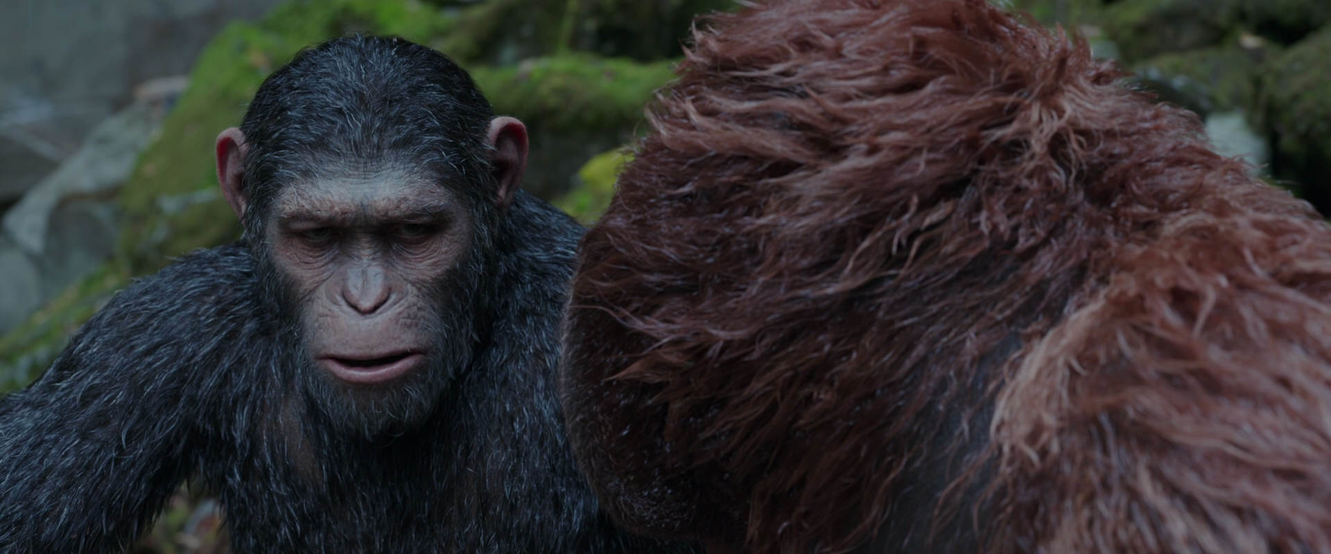 War for the Planet of the Apes (2017) screencap 1395