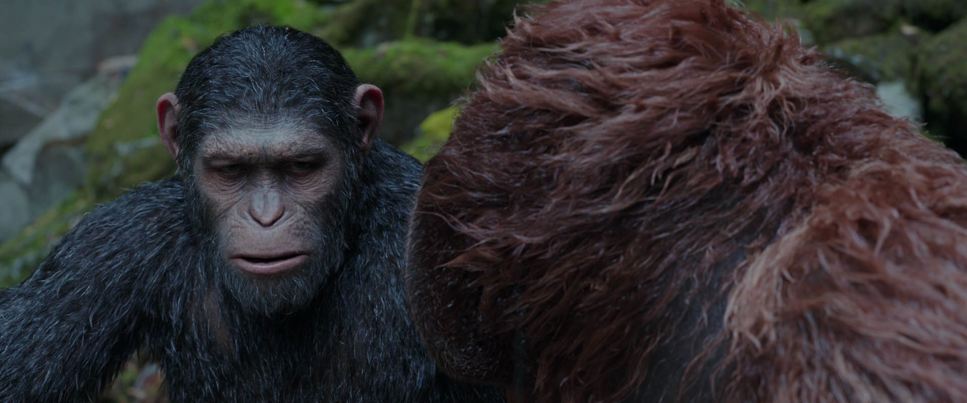 War for the Planet of the Apes (2017) movie still 1396