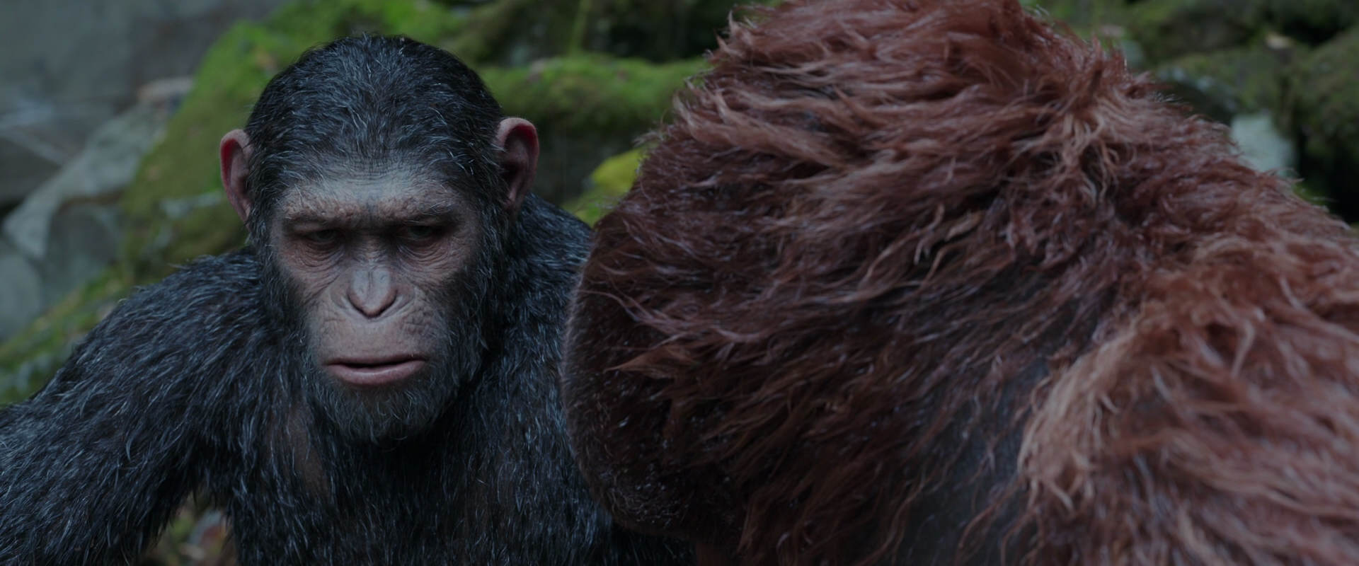 War for the Planet of the Apes (2017) HD screenshot 1397