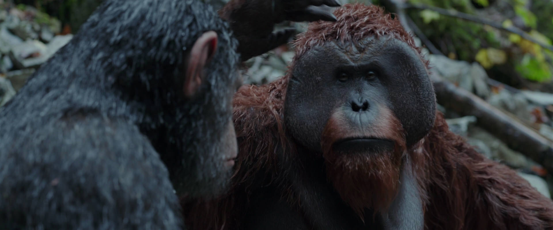 War for the Planet of the Apes (2017) movie still 1405