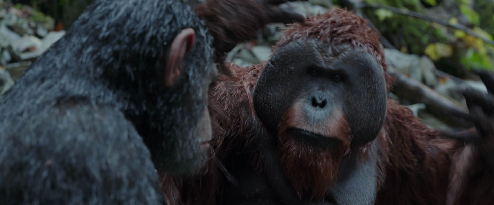 War for the Planet of the Apes (2017) HD screenshot 1406