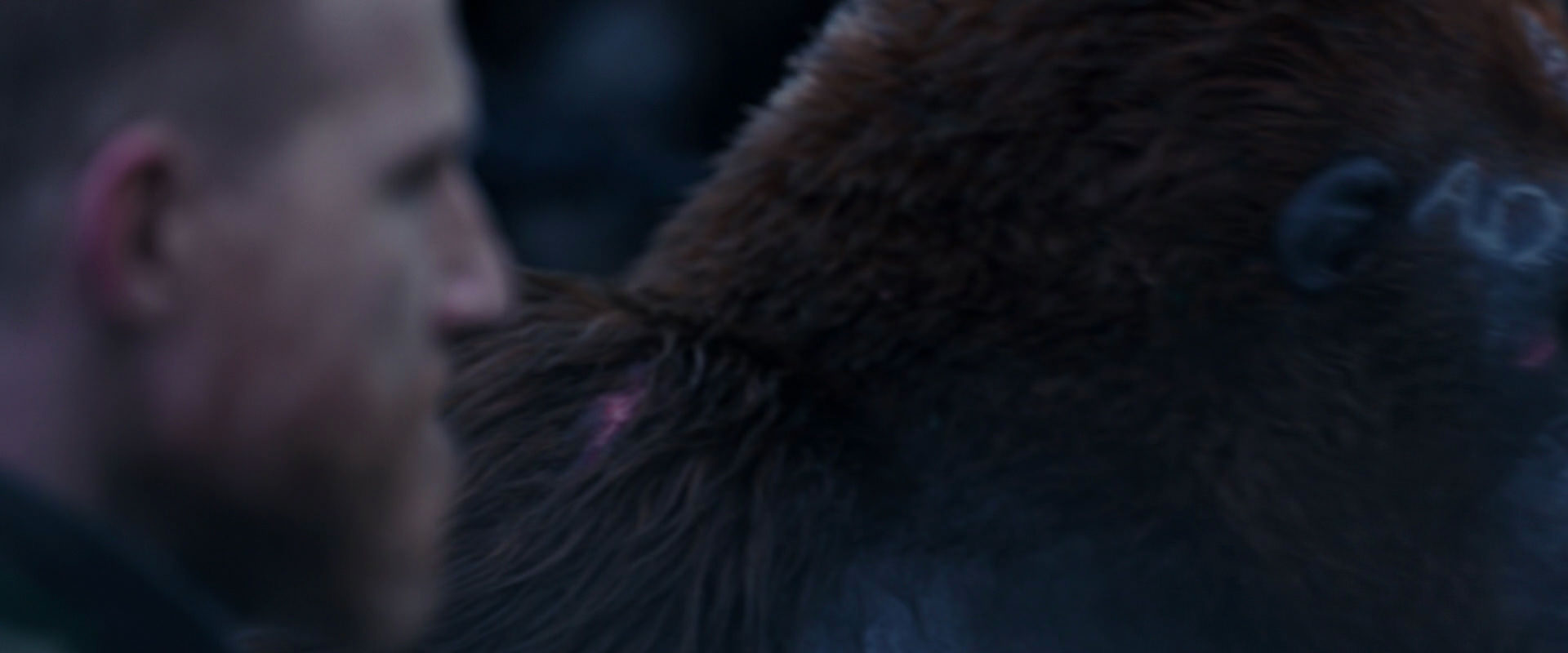 War for the Planet of the Apes (2017) movie still 14137