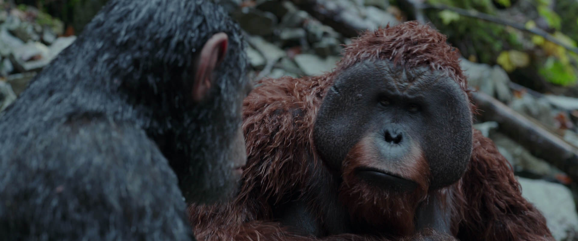 War for the Planet of the Apes (2017) movie still 1414