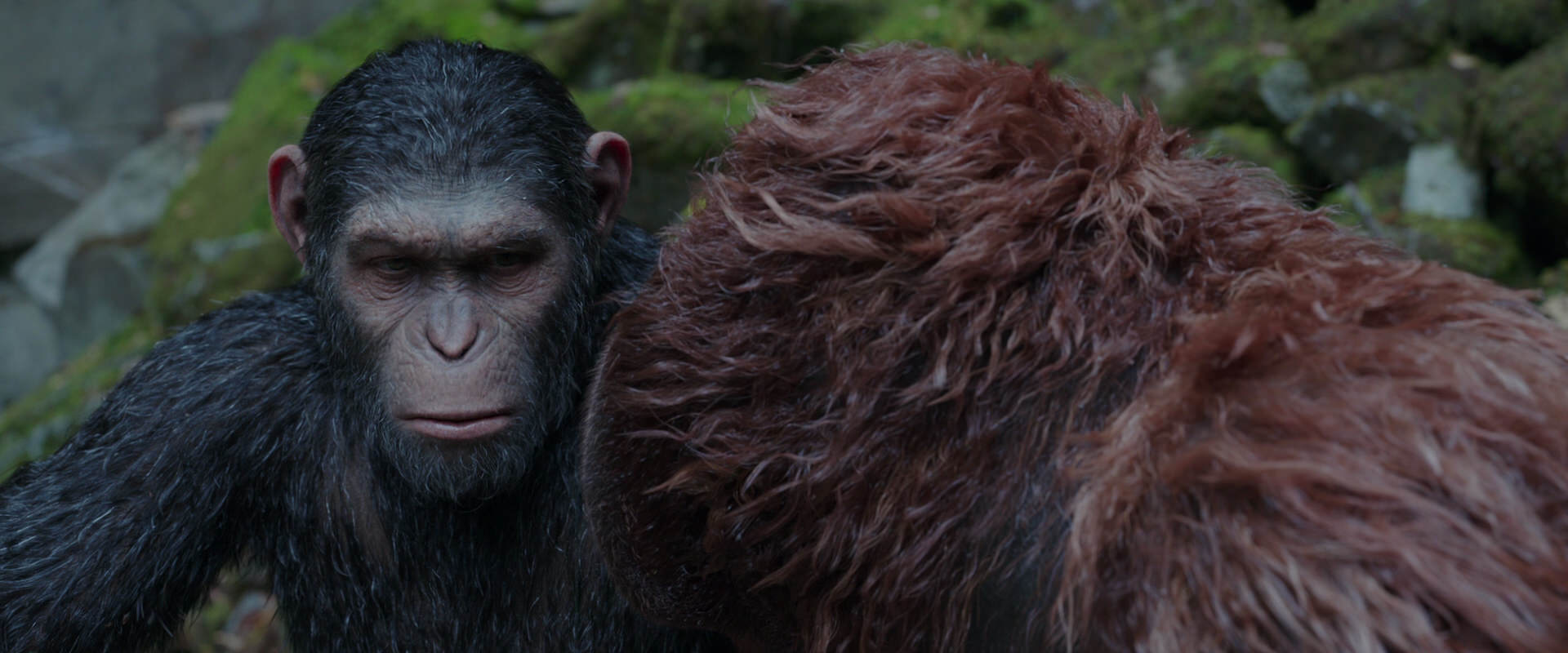 War for the Planet of the Apes (2017) screencap 1416
