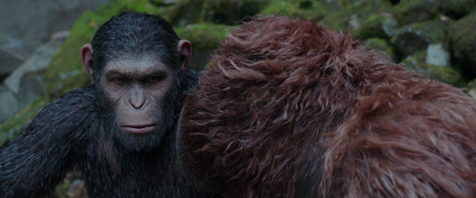 War for the Planet of the Apes (2017) movie still 1417