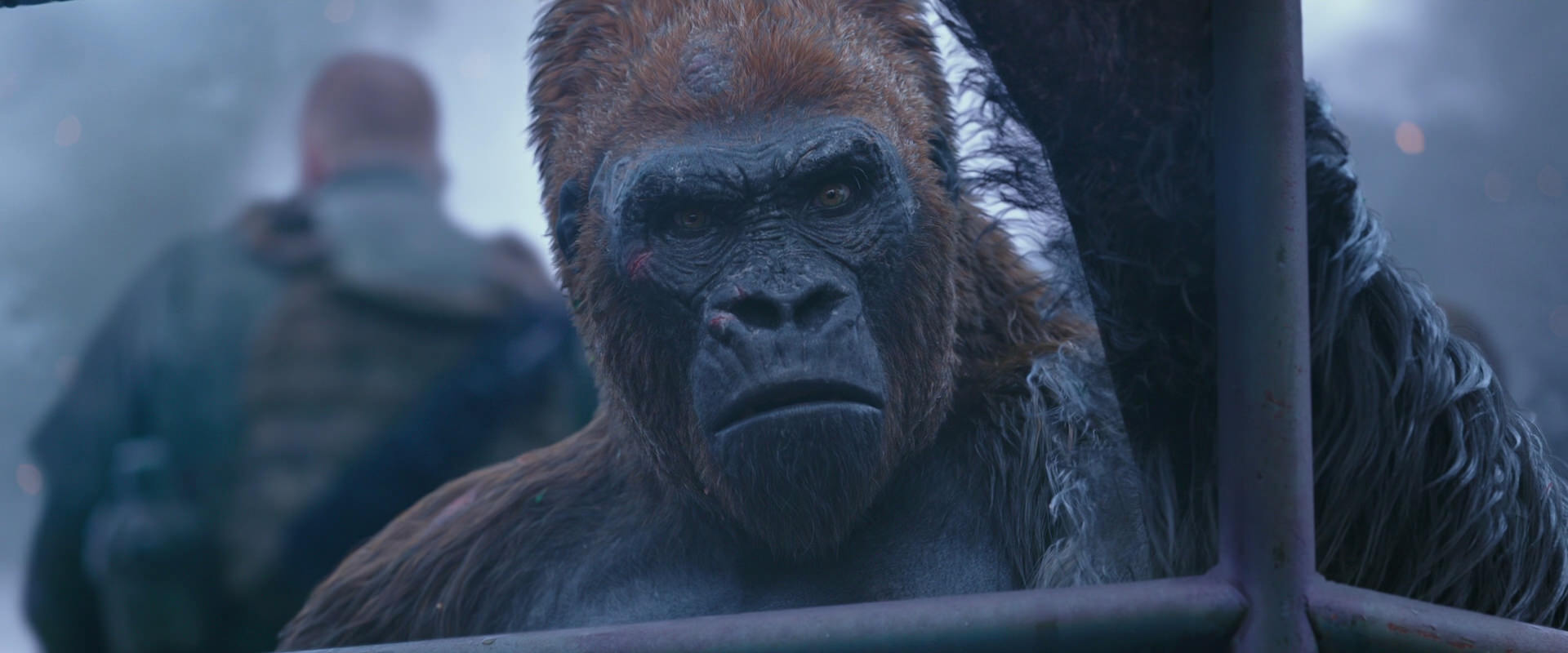 War for the Planet of the Apes (2017) movie still 14206
