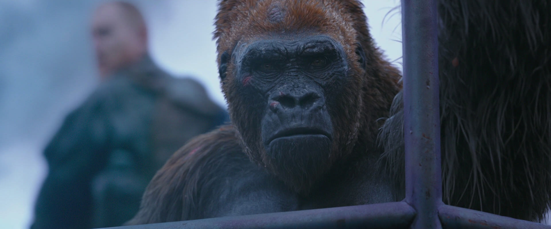 War for the Planet of the Apes (2017) screencap 14250