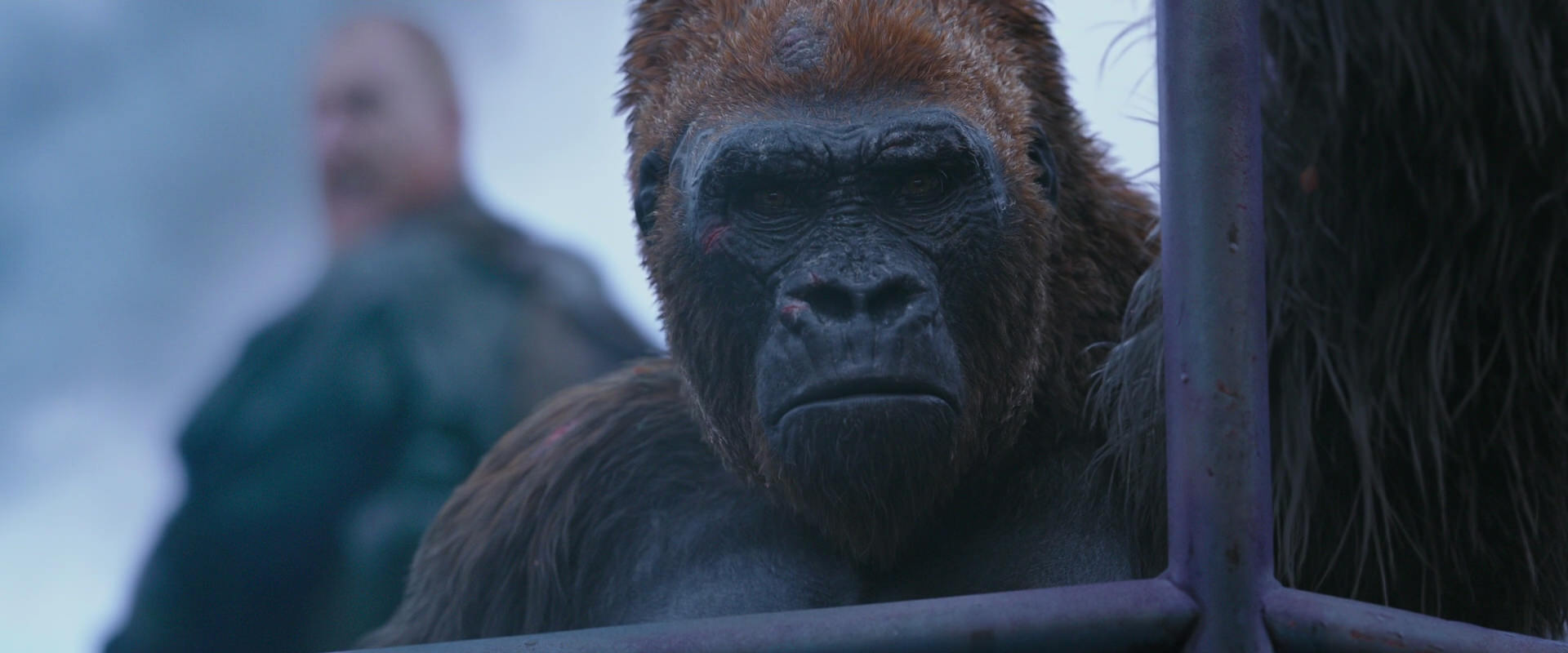 War for the Planet of the Apes (2017) movie still 14251