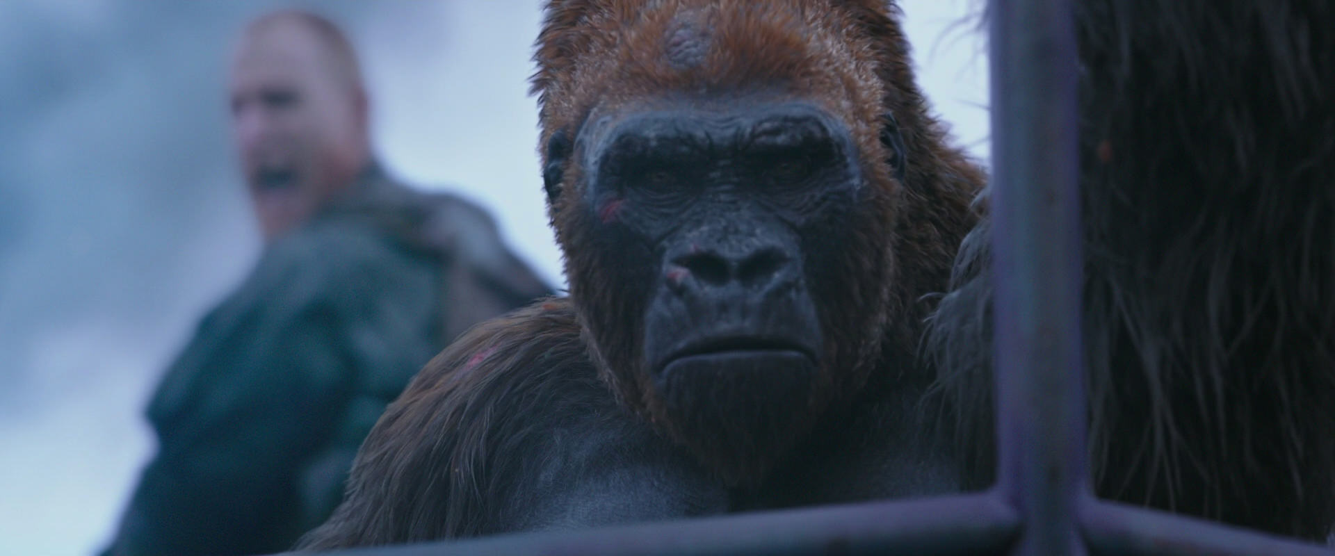 War for the Planet of the Apes (2017) HD screenshot 14252