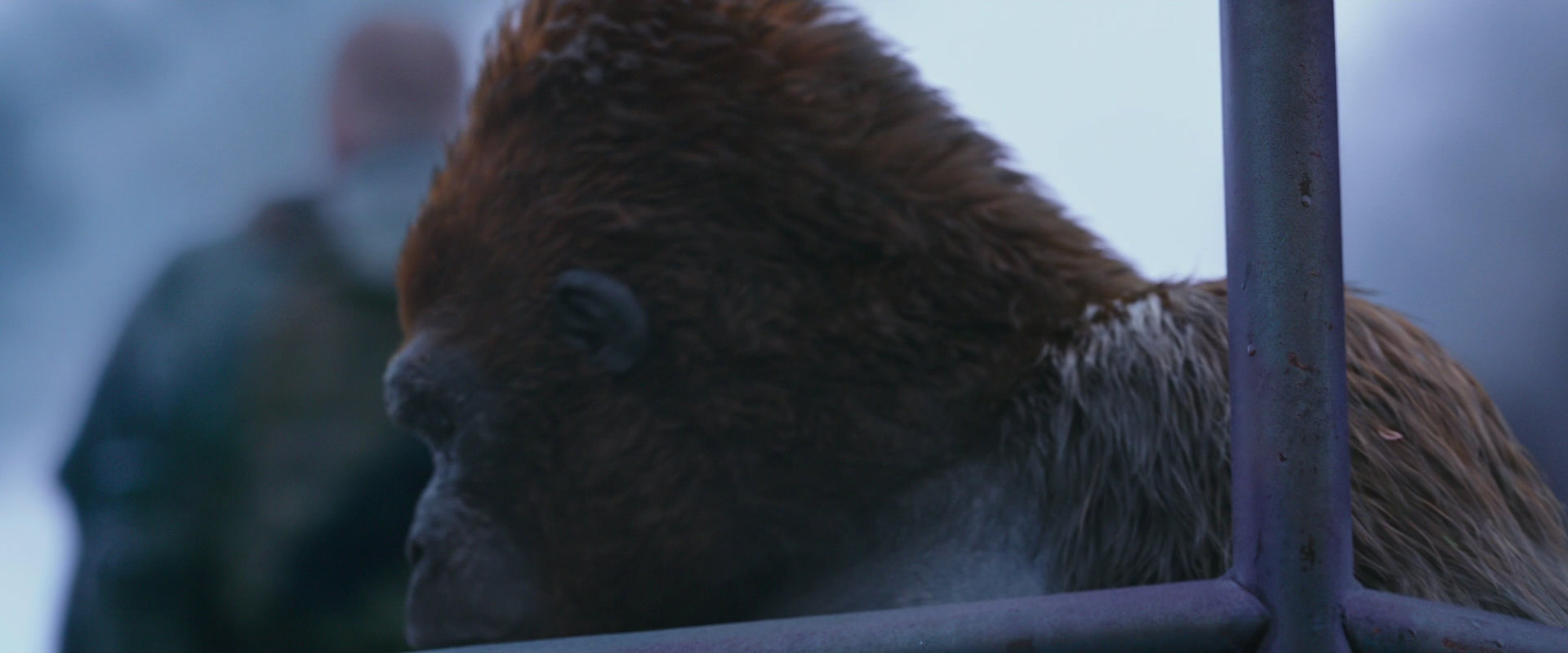 War for the Planet of the Apes (2017) movie still 14260