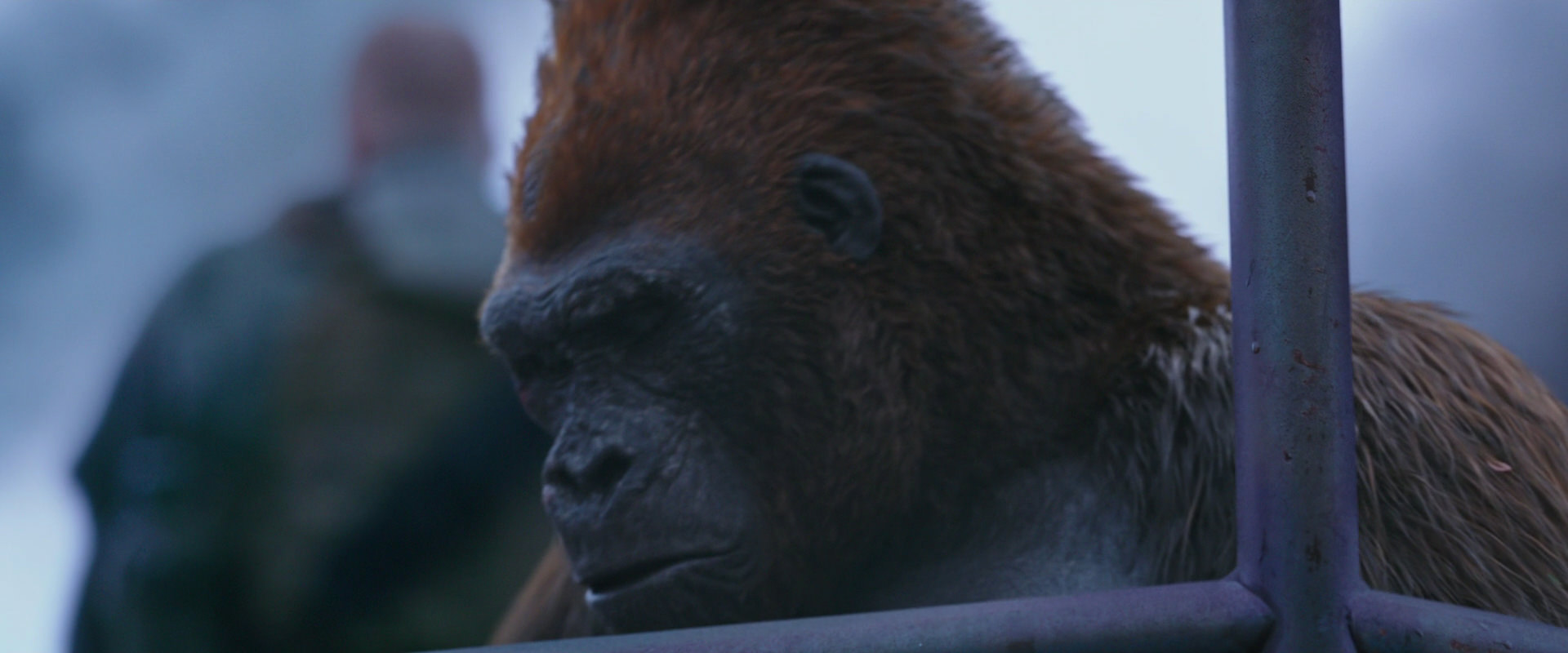 War for the Planet of the Apes (2017) HD screenshot 14261